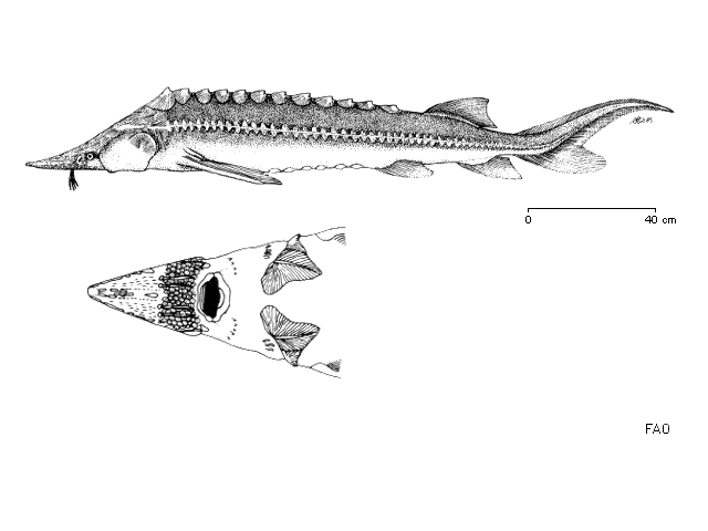 Acipenser nudiventris Lovetsky, 1828